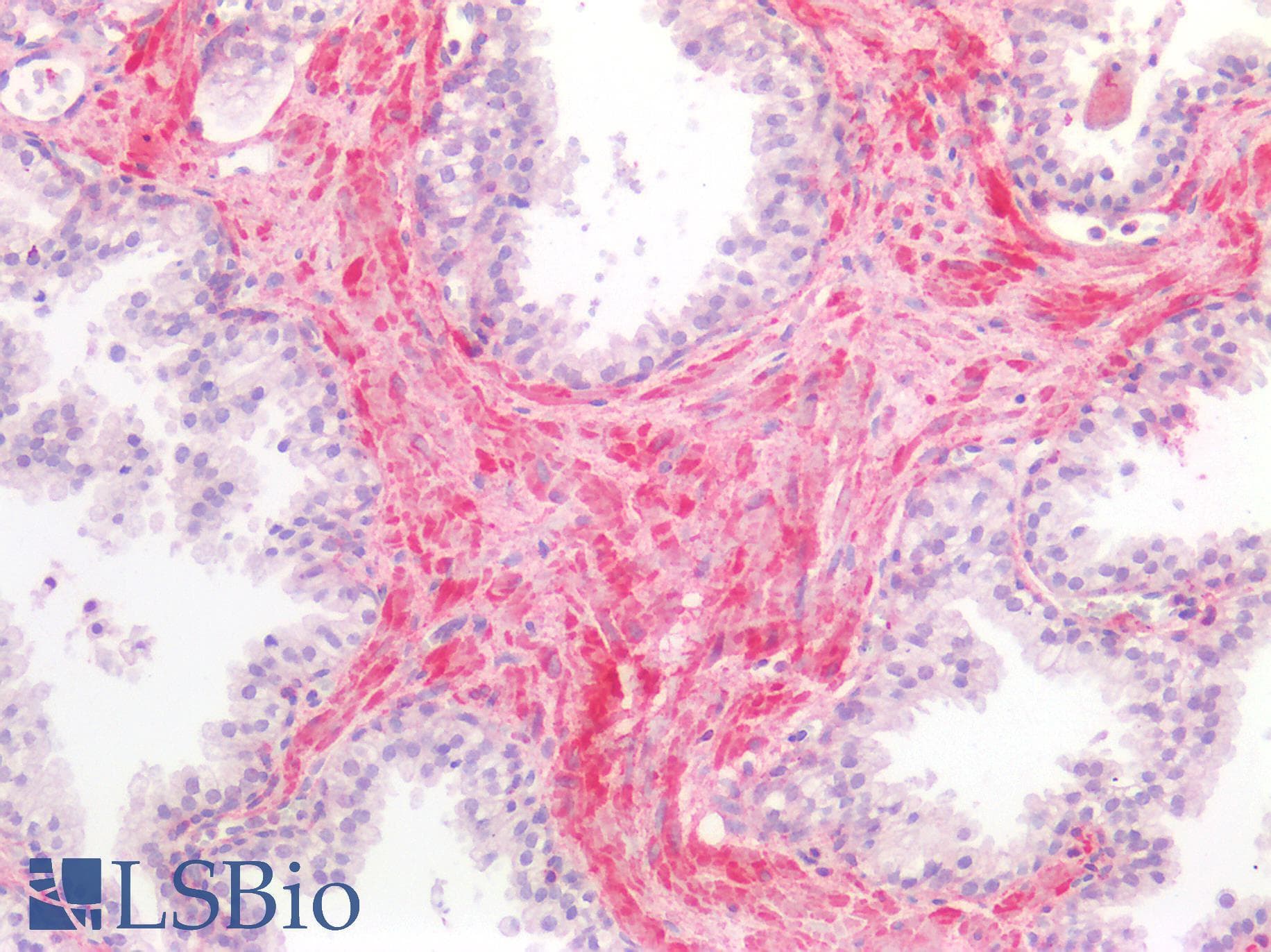 IHC-plus™ BMP4 Antibody