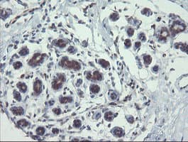 TSC22D1 / TSC22 Antibody (clone OTI3B7)