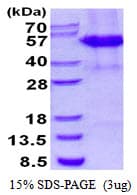 Human CSTF1 Protein (Recombinant His)