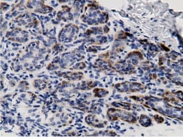 CRYM Antibody (clone 1G7, Carrier-free)