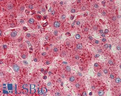 IHC-plus™ LAMP1 / CD107a Antibody