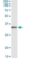 Monoclonal Mouse anti-Human FGL1 / Hepassocin Antibody (clone 2A4, WB)