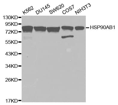 HSP90AB1 / HSP90 Alpha B1 Antibody