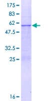 Human MRPL46 Protein (Recombinant GST)