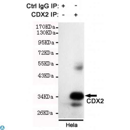 CDX2 Antibody