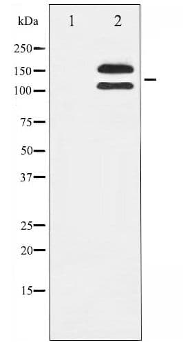 c-Kit / CD117 Antibody (phospho-Tyr721)