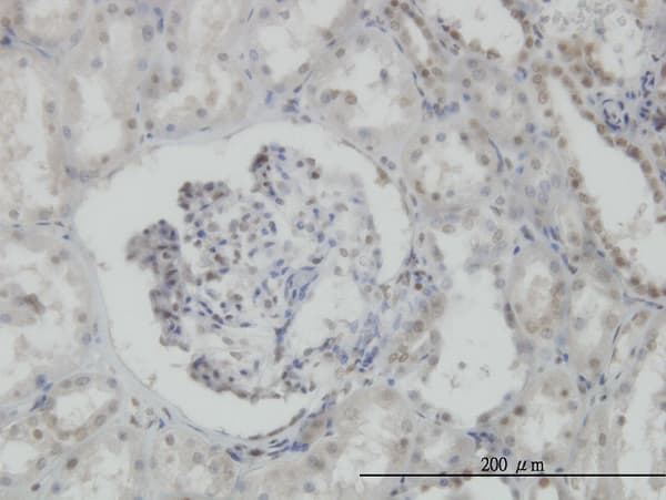 MPG Antibody (clone 1E10)