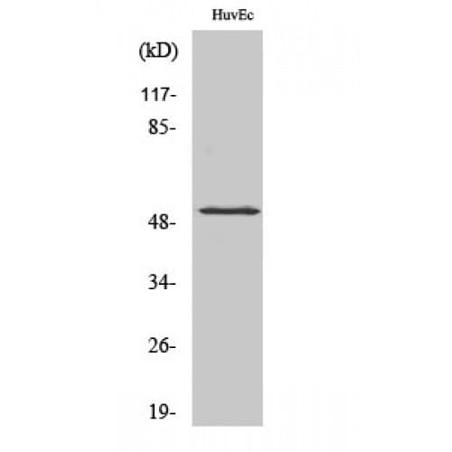 Polyclonal Rabbit anti-Human HNF4A / HNF4 Antibody (250-330 aa, IHC, IF, WB)