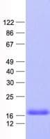 Human PLAC8L1 Protein (Recombinant His, N-Terminal)