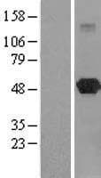 TASP / LANCL2 Protein (Over-Expression Lysate Myc-DDK (Flag))