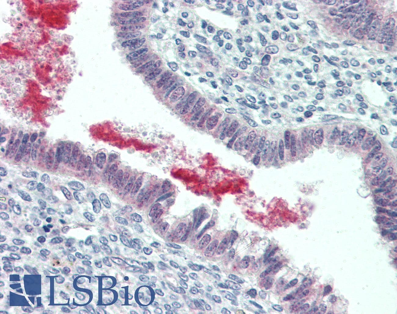 IHC-plus™ GRN / Granulin Antibody (C-Terminus)