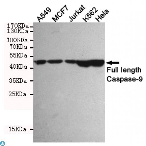 CASP9 / Caspase 9 Antibody