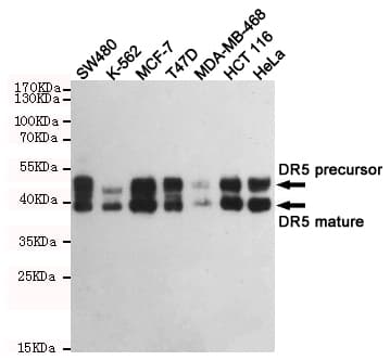 Monoclonal Mouse anti-Human TNFRSF10B / Killer / DR5 Antibody (WB)