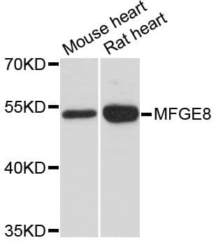 MFGE8 /Lactadherin Antibody