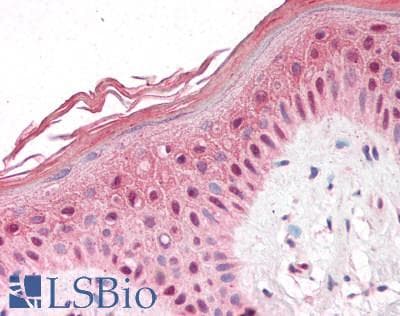 IHC-plus™ PUF60 Antibody (aa530-542)