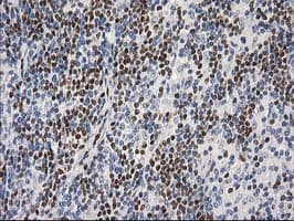 MEF2C Antibody (clone OTI1H5, Carrier-free)