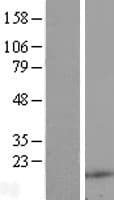 RNASE4 Protein (Over-Expression Lysate Myc-DDK (Flag))