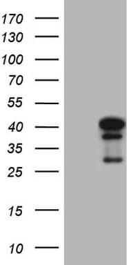 NGDN Antibody (clone OTI8B5)