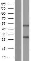 SSPN / Sarcospan Protein (Over-Expression Lysate Myc-DDK (Flag))