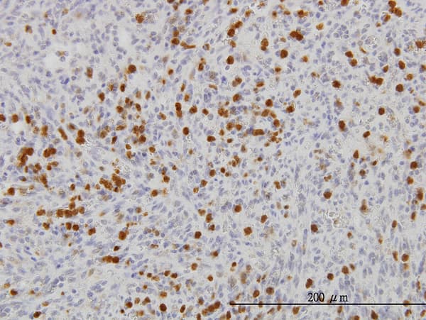 FGR Antibody (clone 1B12)
