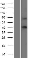 WBP4 Protein (Over-Expression Lysate Myc-DDK (Flag))