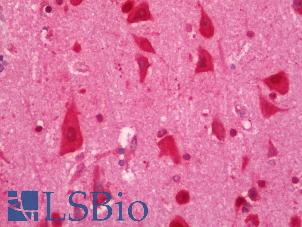 ELAVL2 / HUB Antibody (FITC)
