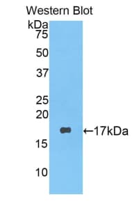 LYZ / Lysozyme Antibody (aa19-148, Biotin)