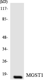 IHC-plus™ MGST1 Antibody (aa25-74)