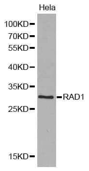 Polyclonal Rabbit anti-Human RAD1 Antibody (IHC, IF, WB)