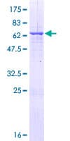 Human RALYL Protein (Recombinant GST)