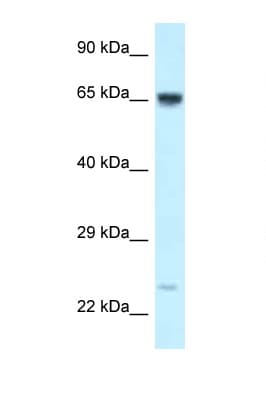 CTNNBL1 / NAP Antibody (C-Terminus)