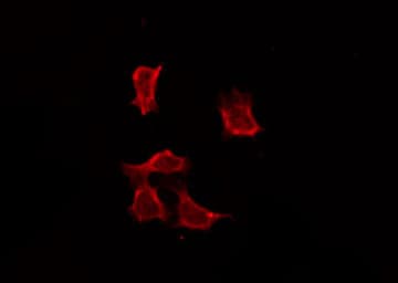 OR4C3 Antibody