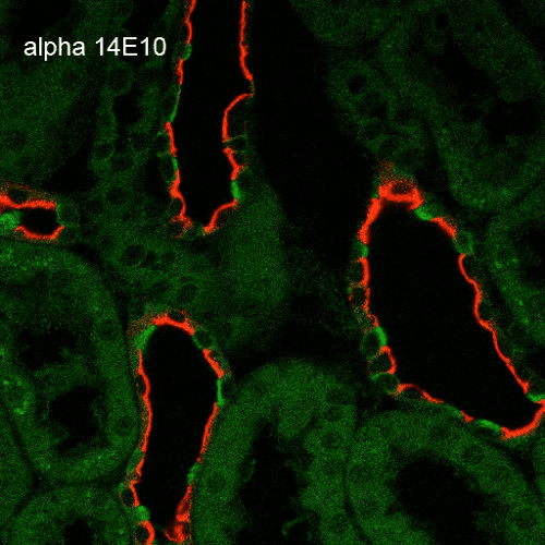 SCNN1A / ENaC Alpha Antibody (clone 14E10)