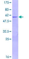 Human FUBP3 Protein (Recombinant GST)