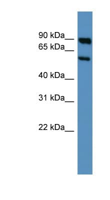 Polyclonal Rabbit anti-Rat HTR3A / 5-HT3A Receptor Antibody (aa301-350, WB)