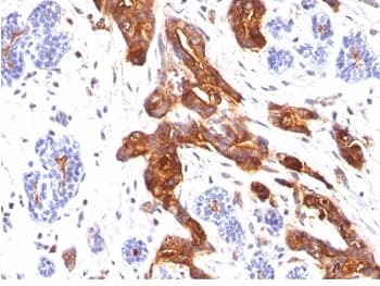 EMA / MUC1 Antibody (clone MUC1/845)