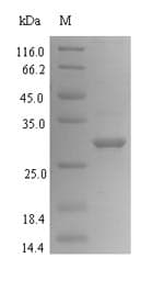 Bacillus subtilis YuaB Protein (Recombinant 6His-SUMO, N-terminus)