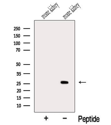 MSRA Antibody