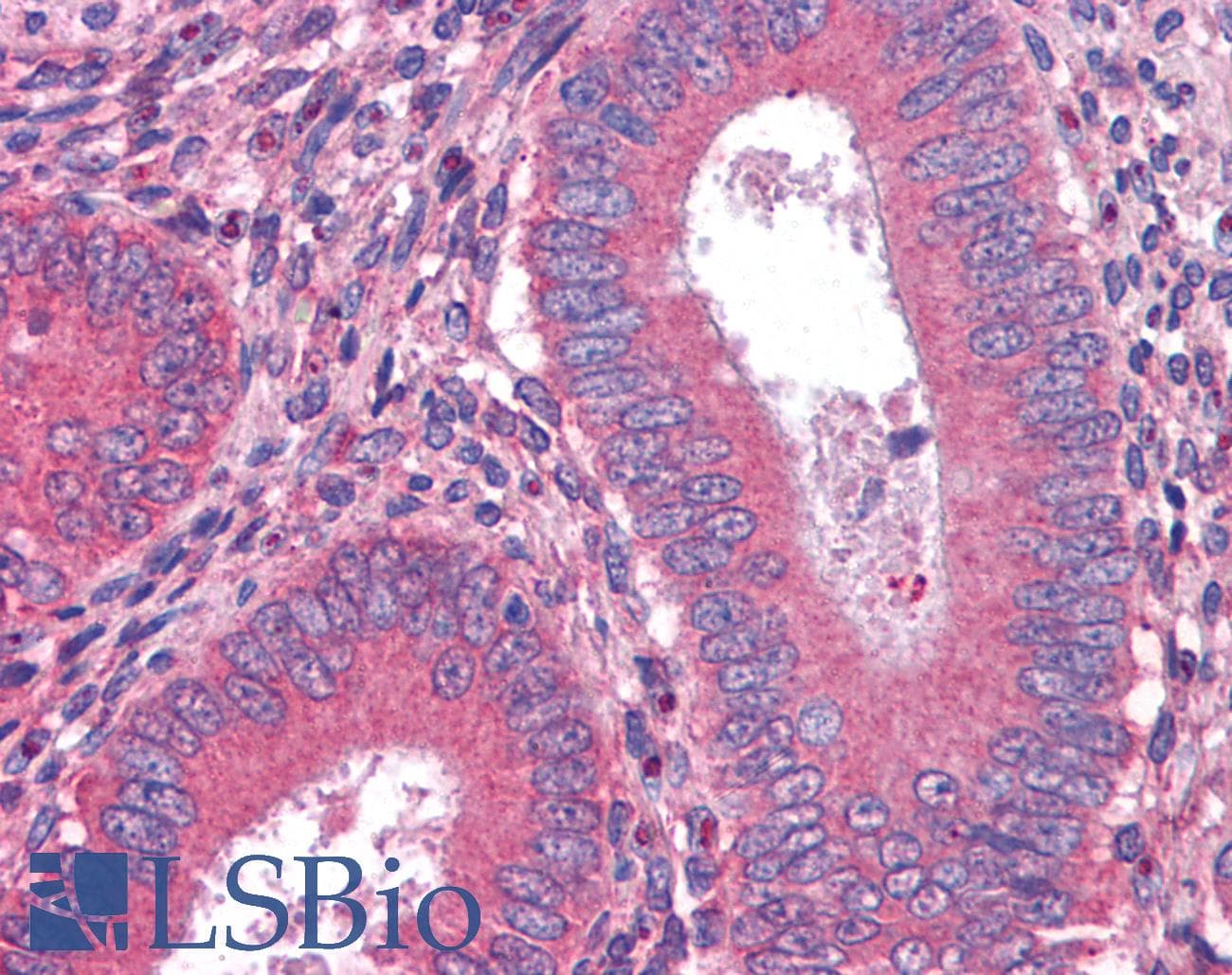 IHC-plus™ Monoclonal Mouse anti-Human PROZ / Protein Z Antibody (clone 2B4, IHC, WB)