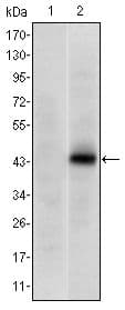 PAX4 Antibody (clone 3C12)