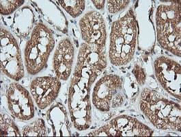 KLK8 / Kallikrein 8 Antibody (clone OTI3C10)