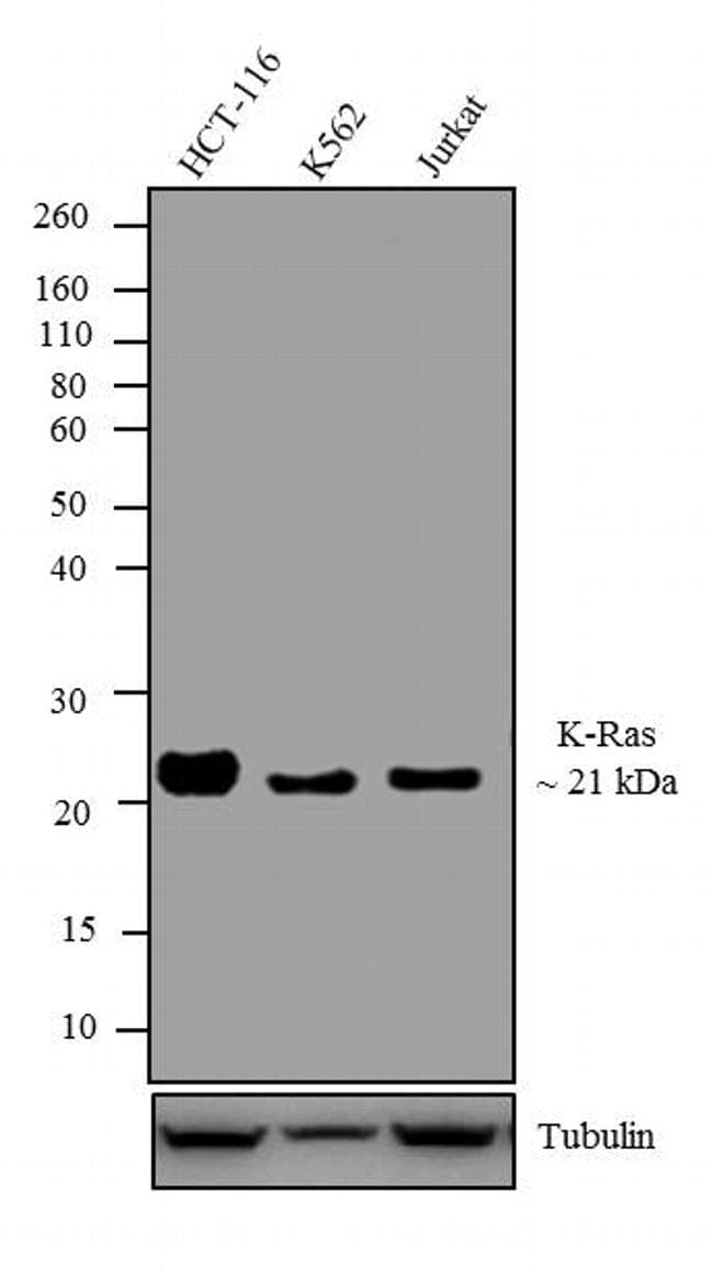 Monoclonal Mouse anti-Human KRAS Antibody (clone 9.13, C-Terminus, IHC, IF, WB)