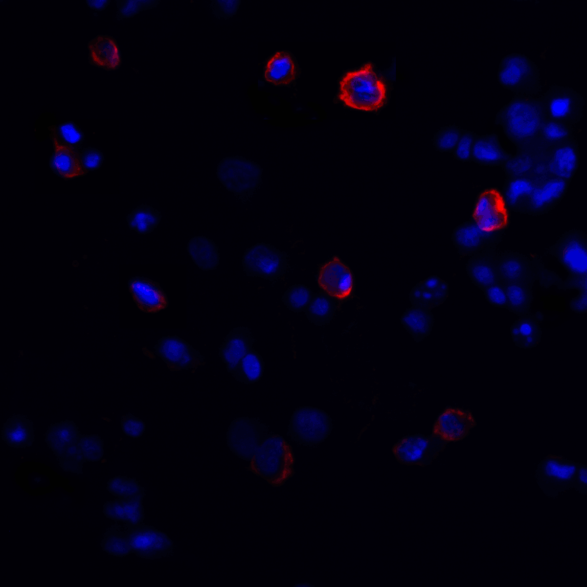 CTLA4 / CD152 Antibody (clone 2G10)