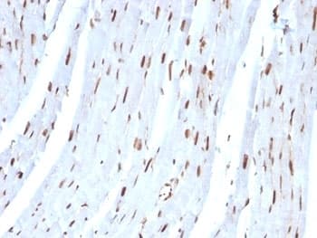 SUMO2 Antibody (clone SUMO2/1199, Ready-to-Use)