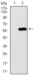 C17orf53 Antibody (aa282-527, clone 7A3A9)