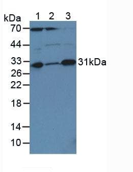 CASP3 / Caspase 3 Antibody (aa29-175)