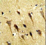 WBP2 Antibody (aa186-212)