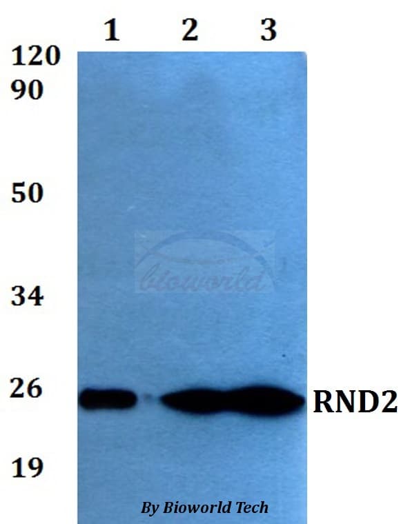 RND2 Antibody