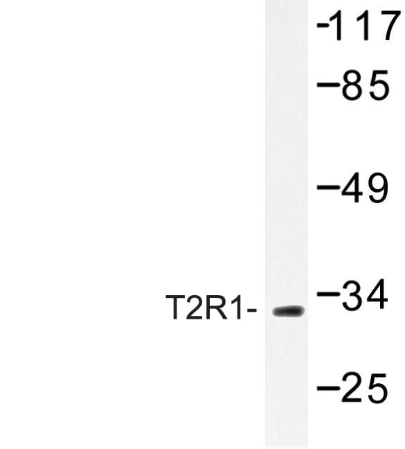 Polyclonal Rabbit anti-Human TAS2R1 Antibody (Asp45, IF, WB)