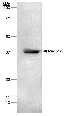 RAD51C Antibody (clone 2H11/6, DY650)